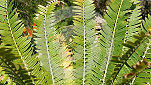 Cycad fern leaves in forest, California USA. Green fresh juicy natural botanical leafage. Encephalartos or zamiaceae