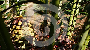 Cycad fern leaves in forest, California USA. Green fresh juicy natural botanical leafage. Encephalartos or zamiaceae