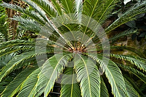 Cycad foliage