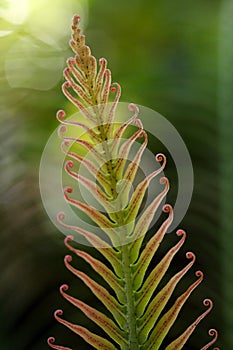 Cycad frons photo