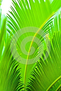 Cycad leaf photo