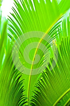 Cycad leaf