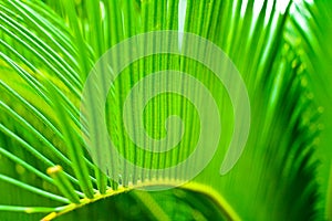 Cycad leaf photo