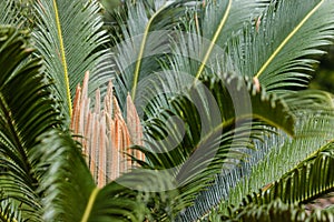 Cycad leaves