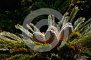 Cycad leaves and cones