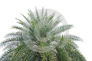 A Cycad leaves on white isolated background with copy space for background backdrop