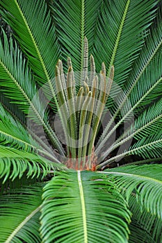 Cycad palm (Cycas)