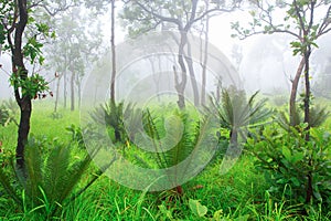 Cycad palm tree in the forest with the mist