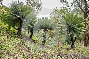 Cycad palm tree in the forest Umphang Tak ,Thailand.