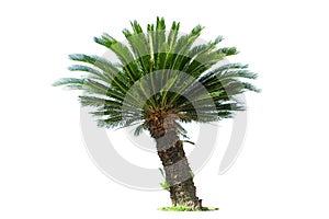 Cycad palm tree isolated