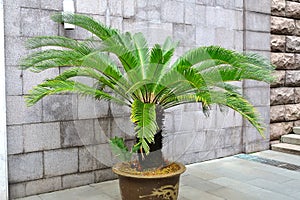 Cycad palm tree photo