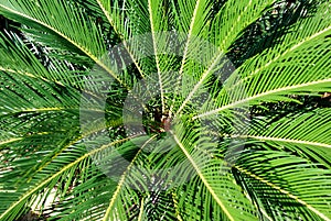 Cycad plant