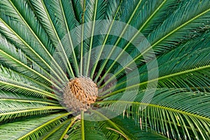 Cycad Plant from Above