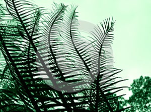 Cycad - Plant abstract