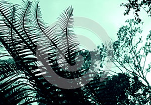 Cycad - Plant abstract