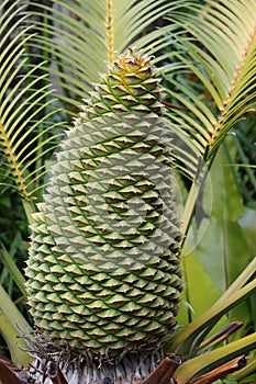 Cycad plant