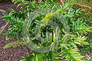 Cycad plant species Zamia muricata, found in Colombia and Venezuela - Florida, USA