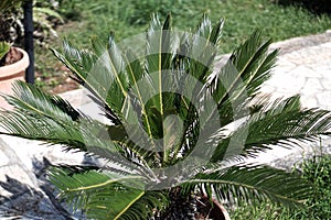 Cycad sago,Cycas revoluta in spring