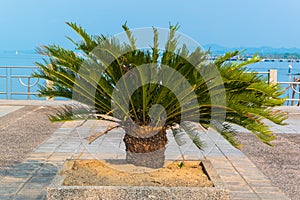 Cycad scientific name is Cycas circinalis L ,