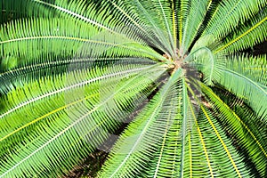 Cycad scientific name is Cycas circinalis L.