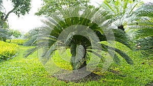 Cycad scientific name is Cycas circinalis L. Families Cycadaceae. photo