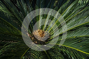 Cycad scientific name is Cycas circinalis L. Families Cycadaceae. Cycas close up with lyzard on the heart of the palm.