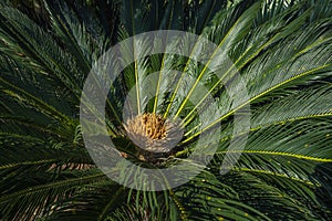 Cycad scientific name is Cycas circinalis L. Families Cycadaceae. Cycas close up with lyzard on the heart of the palm.