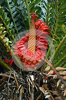 Cycad seeds