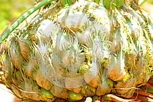 Cycad seeds and fruit