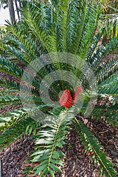 Cycad of species Encephalartos ferox, native to southeastern Africa - Florida, USA