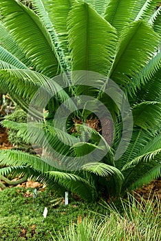 Cycad Splendor: Majestic Sago Palms in the Botanical Conservatory. Botanic Elegance: Exploring the Enchanting World