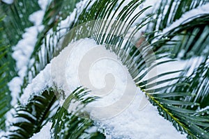 cycad tree leaves after snow