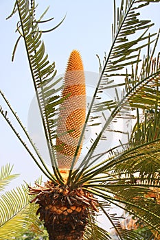 Cycad tree