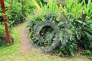 The cycad Zamia furfuracea, the cardboard palm