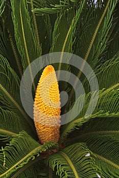 Cycado flowers