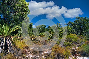 Cycads, eucalyptus and coastal vegetation in the midwest of Western Australia