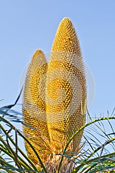 Cycads flower.