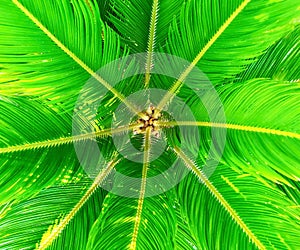 Cycads leaves abstract background