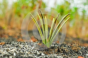 Forest fire burns tropical forests