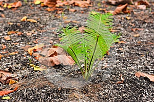 Forest fire burns tropical forests