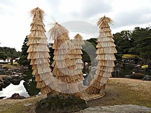 Cycads in Rice Straw at Ninomaru Garden, Nijo Castle, Kyoto, Japan
