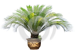 Cycas