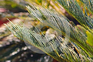 Cycas blooming green plants closeup background