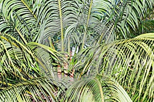 Cycas Circinalis in Botanical Garden of Cagliari, Sardinia, Ital