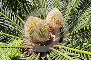 Cycas