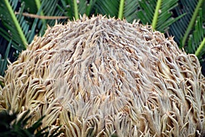 Cycas flower