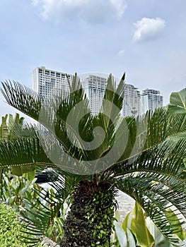 Cycas javana palm tree