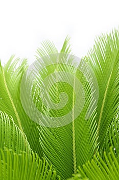 Cycas leaf