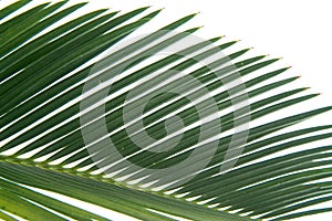 Cycas leaf detail