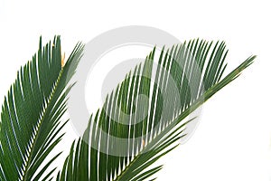 Cycas leaf isolated